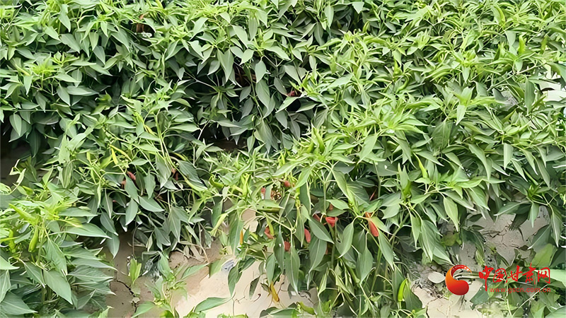 酒泉玉門(mén)：火紅辣椒喜豐收 紅火日子有奔頭